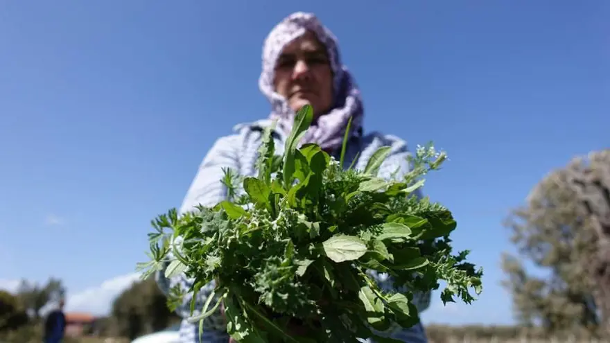 Alaçatı Ot Festivali ne zaman? 2025 Alaçatı Ot Festivali takvimi 2