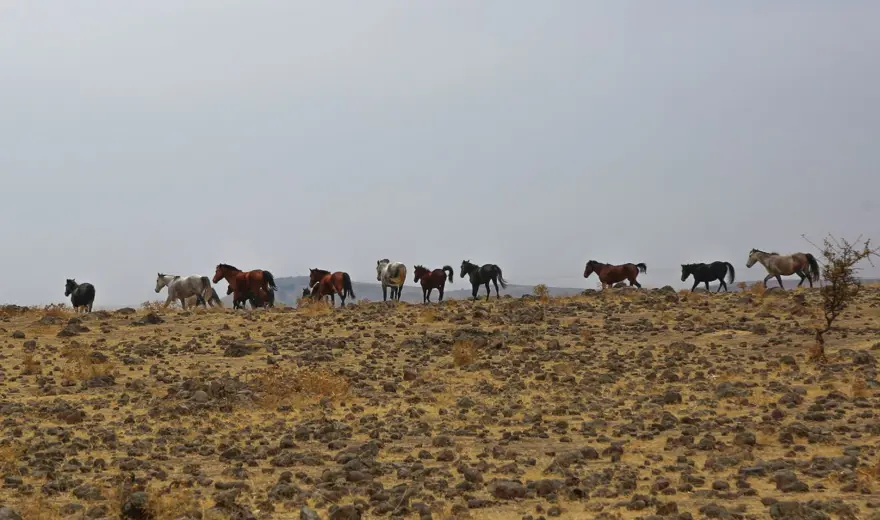 Tunceli'de özgürlüğün sembolü 'Yılkı atları' havadan görüntülendi 5