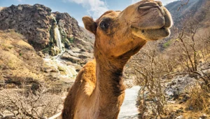 Rüyada deve görmek ne anlama gelir? Rüyada deveye binmek ne anlma gelir? Rüyada deve görmek rüya tabiri nedir? Rüyada deve görmek ne anlama gelir? Rüyada deveye binmek ne anlma gelir? Rüyada deve görmek rüya tabiri nedir?