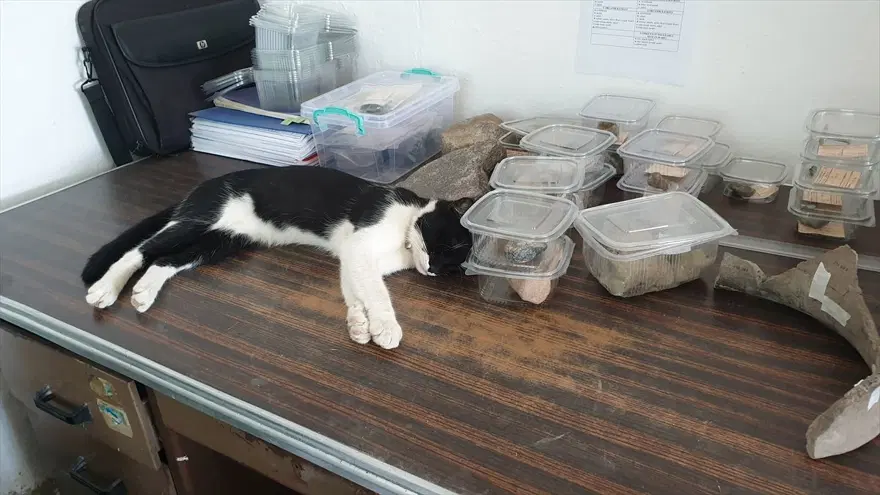 Kazı alanından çıkartılıp hayata döndürülen kedi: Mokali 3