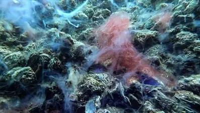 Müsilaj Marmara'nın her yerinde! ODTÜ'lü bilim insanları uyardı