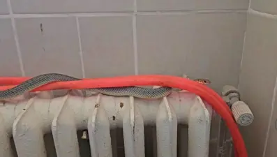 Restoran tuvaletinde iki metrelik yılan paniği