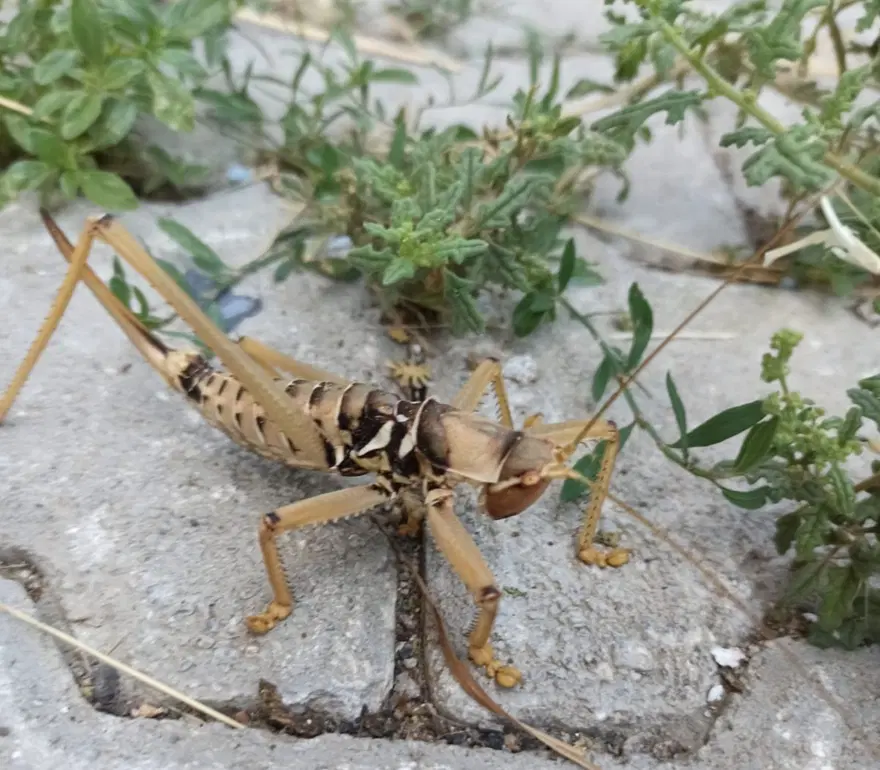 Dev çekirge 'Çağaboğan' Tunceli'de görüntülendi 3