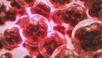 Silikon Vadisi'nde zeki bebek yarışı: Embriyo testlerine 50 bin dolar ödüyorlar