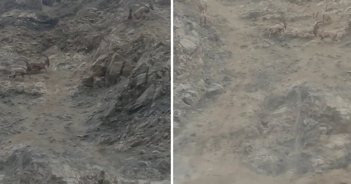 Nesli tükenme tehlikesi altında. Diyarbakır'da sürü halinde görüntülendi