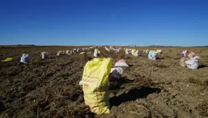 Bir ilçenin geçim kaynağı: Kilosu 15 ile 20 liradan satılıyor