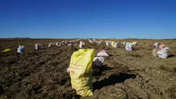Bir ilçenin geçim kaynağı: Kilosu 15 ile 20 liradan satılıyor