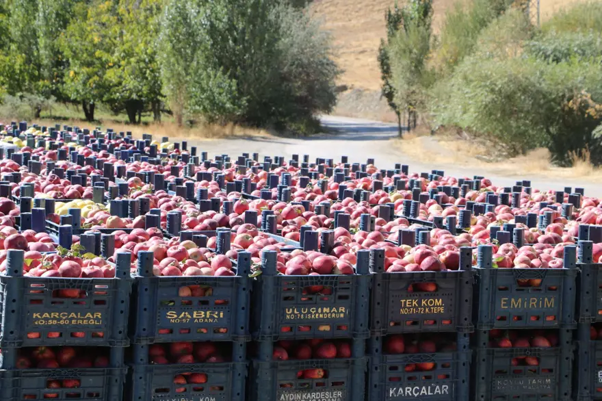 'ELMALAR TIR'LARA YÜKLENİP DEĞİŞİK İLLERE GÖNDERİLİYOR' 3