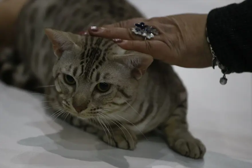 Kedi fuarından renkli fotoğraflar (Catsburg) 28