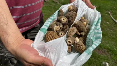 Doğada kendi kendine yetişiyor, halk arasında "göbelek" deniliyor: "Altın bulsak bu kadar sevinmeyiz"