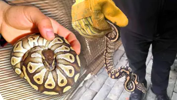 Asayiş uygulamasında ilginç an: Cebinden piton çıktı!