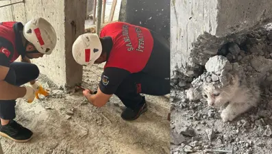 İnşaata giren yavru kedinin üzerine beton döküldü