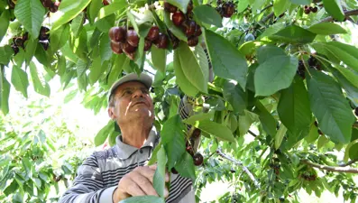 Ona "Lapseki devi" diyorlar: Çay bardağına bile sığmıyor