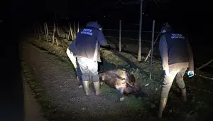 Yol kenarında 4 büyükbaş ölü bulundu: Zehirlenme ya da şarbon şüphesi