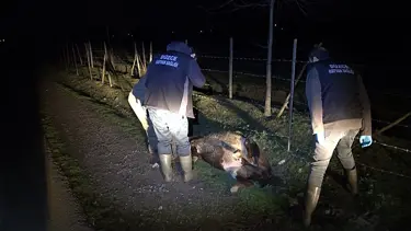 Yol kenarında 4 büyükbaş ölü bulundu: Zehirlenme ya da şarbon şüphesi