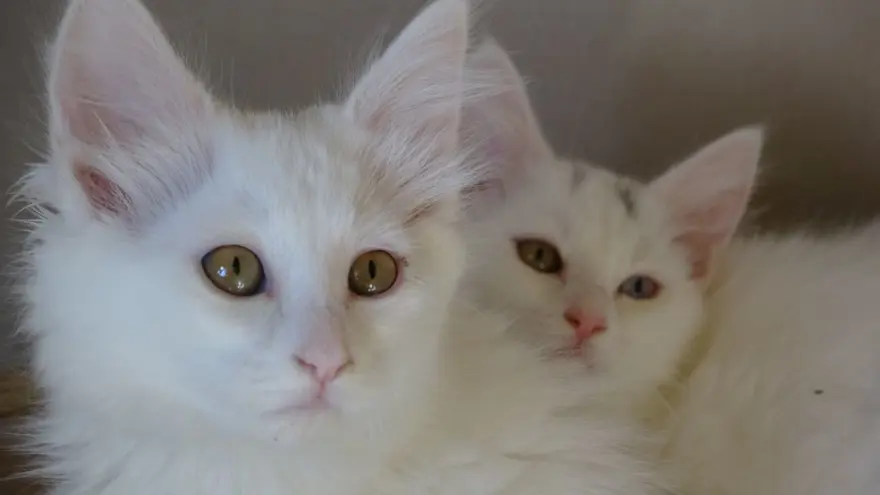 Tehlike ortadan kalktı: Van kedileri için "kırmızı alarm" verilmişti Tehlike ortadan kalktı: Van kedileri için "kırmızı alarm" verilmişti