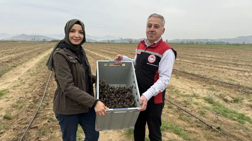 3 yıl önce başladığı kuşkonmaz üretiminde yurt dışına açılmayı hedefliyor 1 3 yıl önce başladığı kuşkonmaz üretiminde yurt dışına açılmayı hedefliyor 1