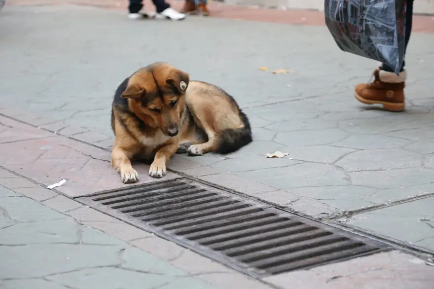 Mazgalı izleyen köpeğin sırrı ortaya çıktı 4 Mazgalı izleyen köpeğin sırrı ortaya çıktı 4