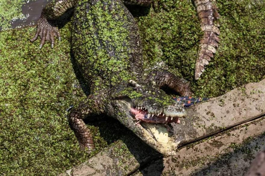 Tayland'da Timsah Çiftliği 3 yıl sonra yeniden açıldı​​​​​​​ 3