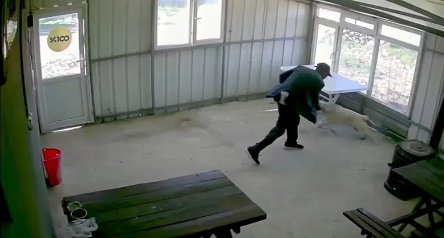 Bunun adı canilik! Bastonuyla köpeğe defalarca vurdu, "Bobi" kanlar içinde kaldı 1