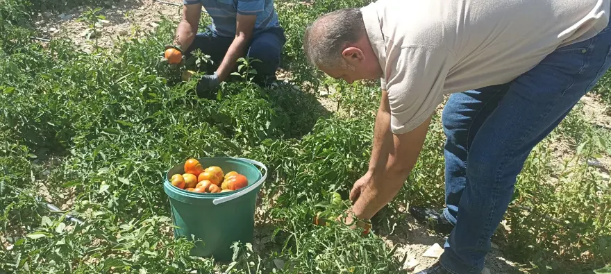 Kayısı meyve vermeyince domates ekti: Hasat etmeye başladı Kayısı meyve vermeyince domates ekti: Hasat etmeye başladı