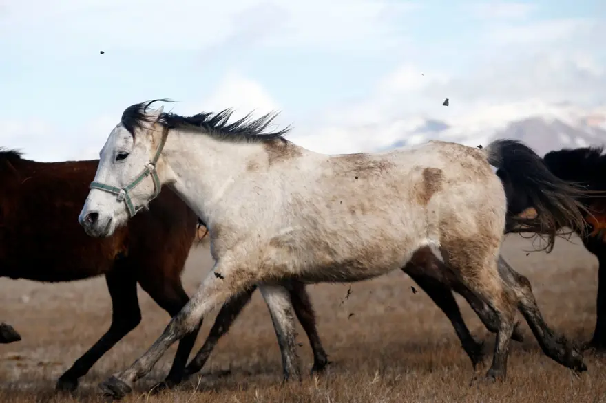 Sultan Sazlığı'na renk katan Yılkı atları kışın bölge halkınca besleniyor 8