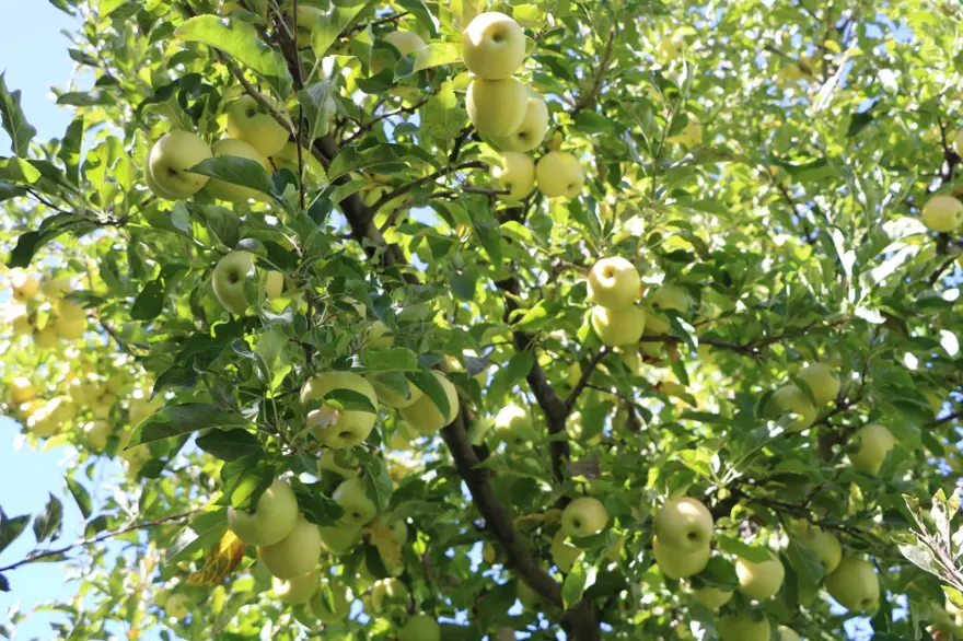 25 yıllık bahçesinden 200 ton çıktı: Gelen taleplere yetişemiyor 1