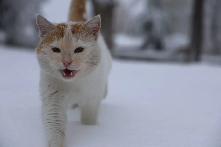 Beyaz gelinliğini giyen Harput’ta ortaya kartpostallık görüntüler çıktı 4