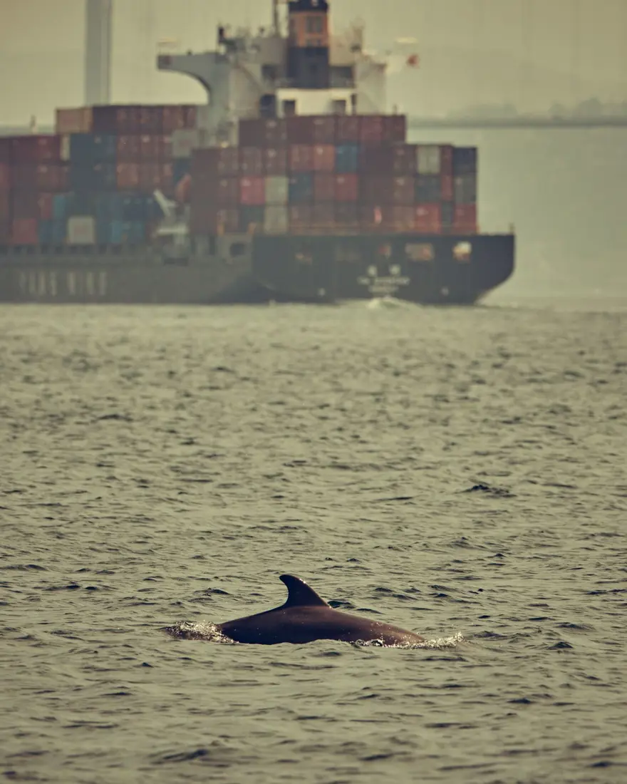 İstanbul Boğazı'nda yunusların dansı 7 İstanbul Boğazı'nda yunusların dansı 7