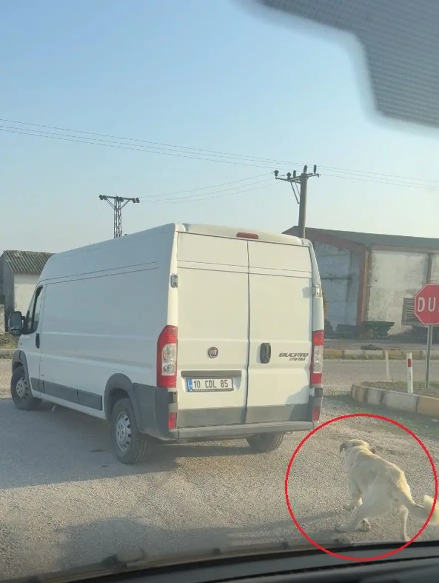 Köpeği minibüsün arkasına iple bağlayıp çekti 