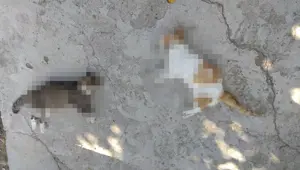 Edirne'de vahşet: 12 kedi ve 3 köpek zehirli etle öldürüldü Edirne'de vahşet: 12 kedi ve 3 köpek zehirli etle öldürüldü