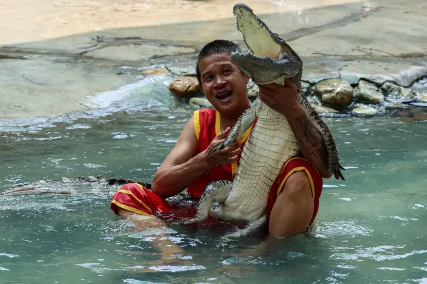 Tayland'da Timsah Çiftliği 3 yıl sonra yeniden açıldı​​​​​​​ 4