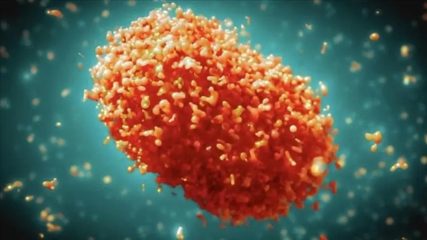 10) EVCİL HAYVANIMA MAYMUN ÇİÇEĞİ BULAŞIR MI? 11