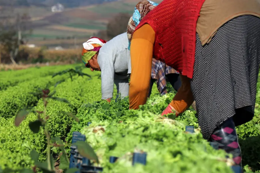 Marul tarlada 50 kuruş, markette 8 lira 2