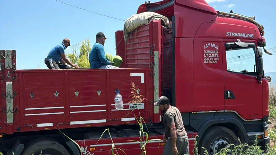Dönüm fiyatı 10 bin lira: Hasat başladı 2