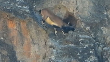 Dağ keçisi şaşkına çevirdi: Dev boynuzlarıyla dar mağaraya böyle girdi