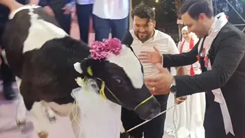 Ne para ne altın. Hayvancılıkla uğraşan damada düğünde sürpriz hediye