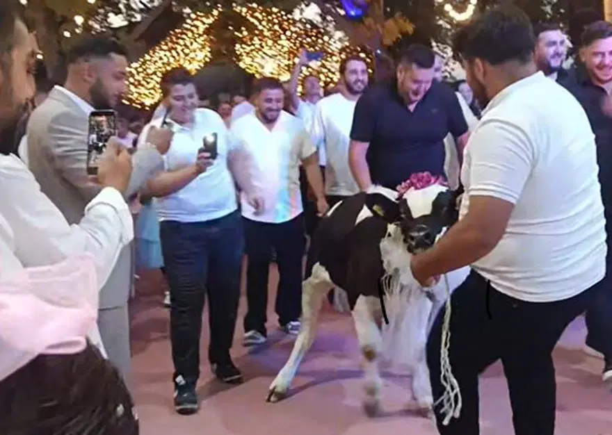 Ne para ne altın. Hayvancılıkla uğraşan damada düğünde sürpriz hediye 1