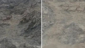 Nesli tükenme tehlikesi altında. Diyarbakır'da sürü halinde görüntülendi