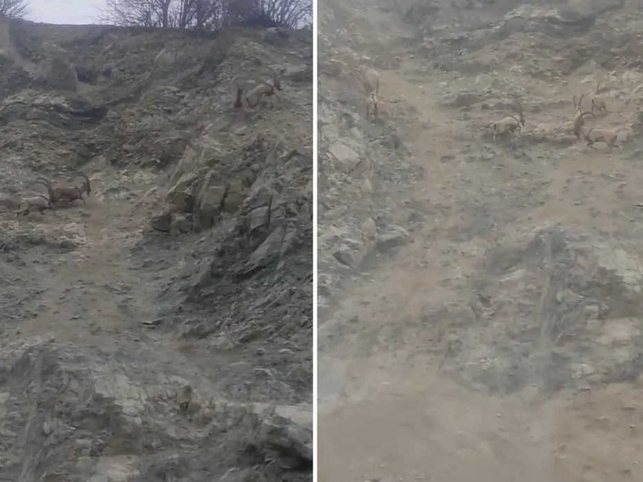 Nesli tükenme tehlikesi altında. Diyarbakır'da sürü halinde görüntülendi
