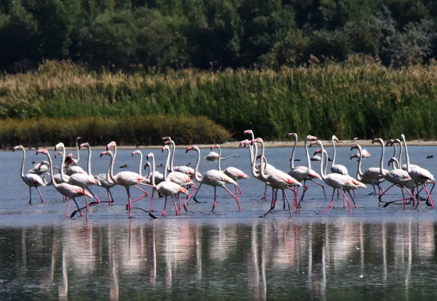 Van Gölü binlerce flamingoya ev sahipliği yapıyor 9