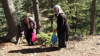 Yağmur sonrası herkes onu arıyor (Kilosu 100 lira)