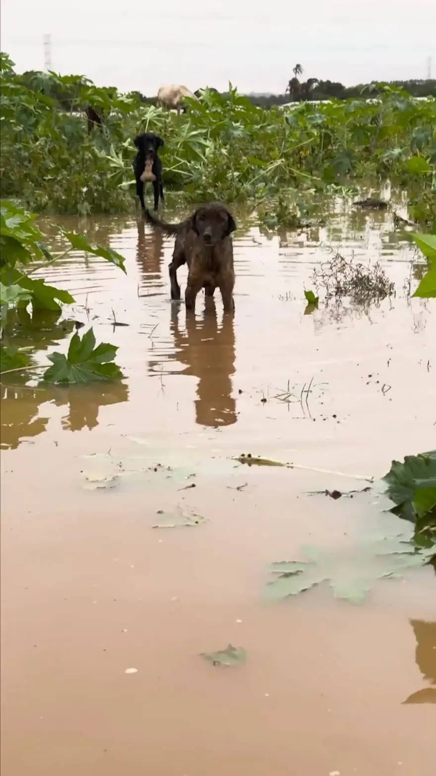 Brezilya'da sel felaketi: Milletvekili ve meclis üyesi, yüzlerce hayvanı selden kurtarıyor 