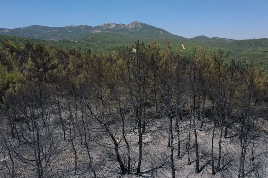 Menderes'teki orman yangınından geriye kalanlar 20