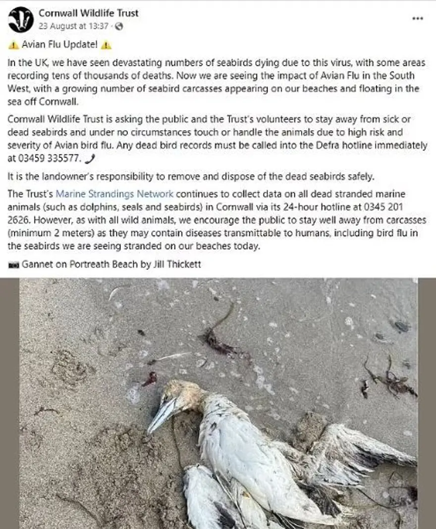 Bilim insanları yeni pandeminin kaynağını ve tarihini açıkladı: Covid-19'dan daha ölümcül olacak 3 Bilim insanları yeni pandeminin kaynağını ve tarihini açıkladı: Covid-19'dan daha ölümcül olacak 3