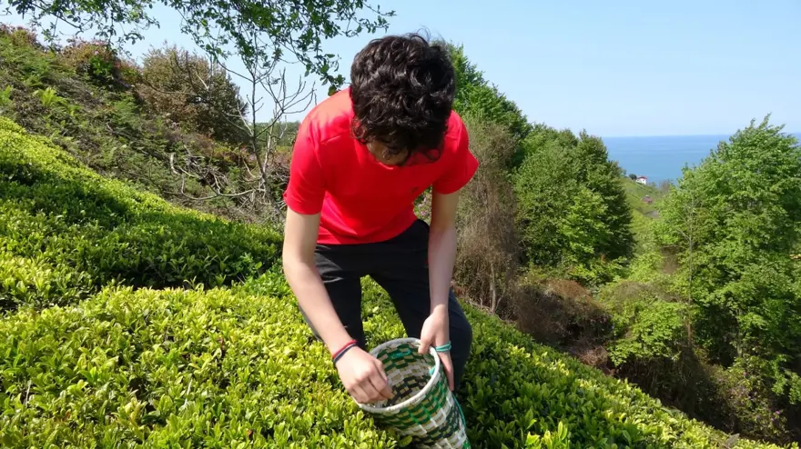 Beyaz çay hasadı başladı (Kilosu 4 bin 500 lira) 12 Beyaz çay hasadı başladı (Kilosu 4 bin 500 lira) 12