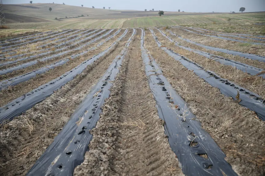Osmanlı döneminde Edirne'de üretilmiş: Bir "casusluk hikayesine" benzetiliyordu, ekonomik değer haline geldi Osmanlı döneminde Edirne'de üretilmiş: Bir "casusluk hikayesine" benzetiliyordu, ekonomik değer haline geldi