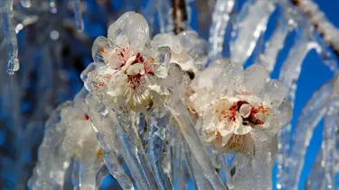 Meteorolojiden dört bölge için zirai don uyarısı