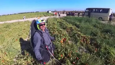 İşçilerin selamladığı yamaç paraşütü pilotu domates tarlasına indi