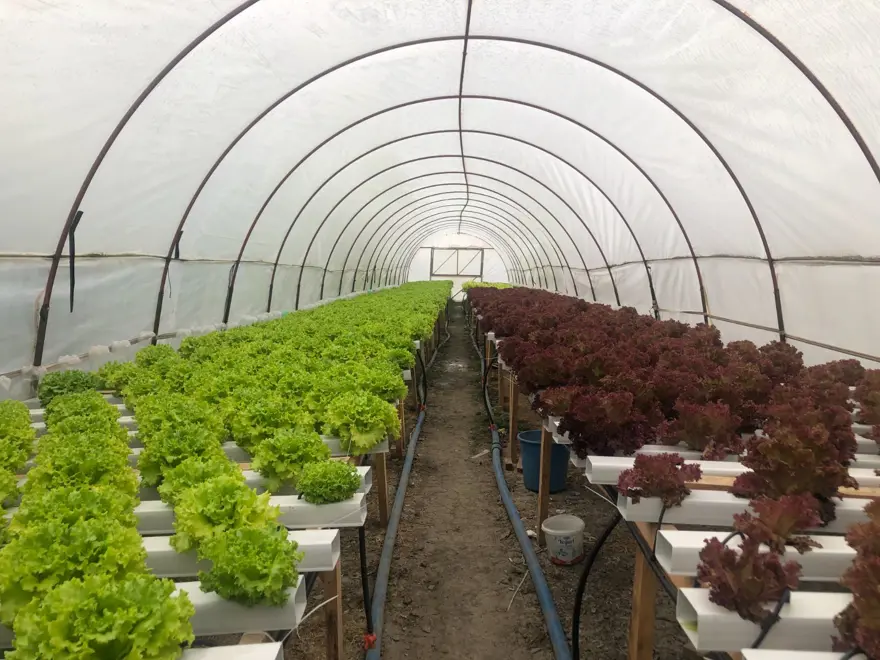 İstanbul'un kalabalığından kaçtı memleketinde topraksız tarıma başladı 5